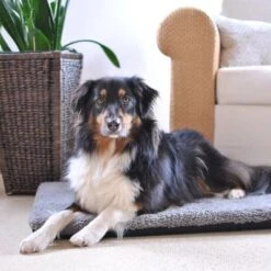 Colchón Ortopédico Pawz & Pepper Aurora 12 Colchón Ortopédico Pawz & Pepper Aurora -Mascota Tienda 78424 petlando pawzpepper hundekissen denver hs 08 6