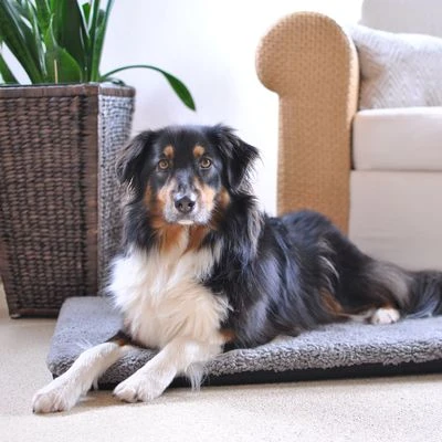 Colchón Ortopédico Pawz & Pepper Aurora 5 Colchón Ortopédico Pawz & Pepper Aurora - Imagen 3