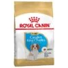 Royal Canin Cavalier King Charles Puppy / Junior 1 Royal Canin Cavalier King Charles Puppy / Junior -Mascota Tienda 84453 pla royalcanin puppyhund cavalier 1