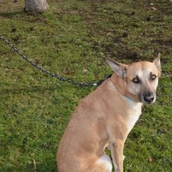 Julius K9 Correa Julius-K9 IDC® Cordino Para Perros 11 Julius K9 Correa Julius-K9 IDC® Cordino Para Perros -Mascota Tienda 89141 juliusk9 idcropeleash hs 04 8