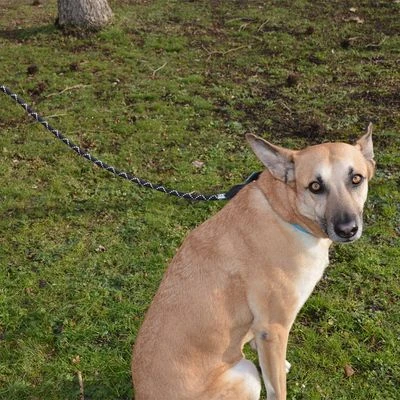 Julius K9 Correa Julius-K9 IDC® Cordino Para Perros 6 Julius K9 Correa Julius-K9 IDC® Cordino Para Perros - Imagen 4