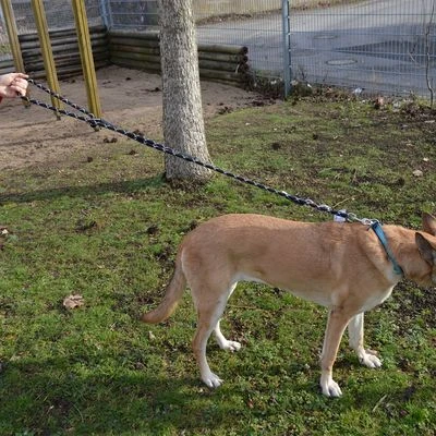 Julius K9 Correa Julius-K9 IDC® Cordino Para Perros 4 Julius K9 Correa Julius-K9 IDC® Cordino Para Perros - Imagen 2