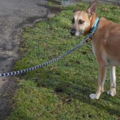 Julius K9 Correa Julius-K9 IDC® Cordino Para Perros 12 Julius K9 Correa Julius-K9 IDC® Cordino Para Perros -Mascota Tienda 89141 juliusk9 idcropeleash hs 08 0