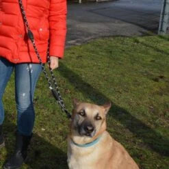 Julius K9 Correa Ajustable Julius-K9 IDC® Cordino Para Perros -Mascota Tienda 89698 juliusk9 idcadjustableropeleash hs 12 1