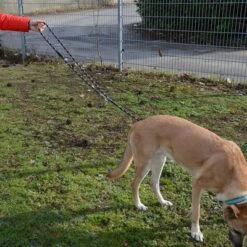 Julius K9 Correa Ajustable Julius-K9 IDC® Cordino Para Perros -Mascota Tienda 89698 juliusk9 idcadjustableropeleash hs 13 2