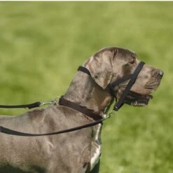 Collar Antitirada HALTI Para Perros 16 Collar Antitirada HALTI Para Perros -Mascota Tienda 94507 coa halti kopfhalfter hs 04 3