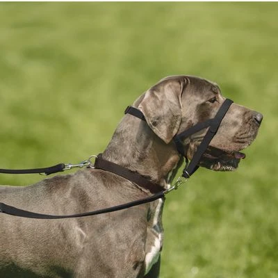 Collar Antitirada HALTI Para Perros 8 Collar Antitirada HALTI Para Perros - Imagen 6