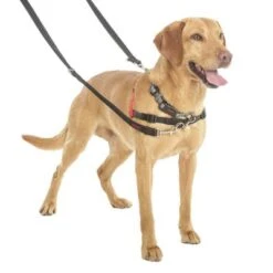 Correa Halti Para El Adiestramiento De Perros -Mascota Tienda 94508 coa halti trainingsleine hs3 8