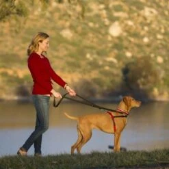 Arnés Antitirones Front Control HALTI Para Perros 13 Arnés Antitirones Front Control HALTI Para Perros -Mascota Tienda 94510 coa halti front controll harness hs 04 7