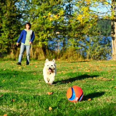 Pelota Chuckit! Kick Fetch Para Perros 5 Pelota Chuckit! Kick Fetch Para Perros - Imagen 3