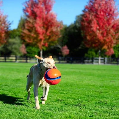 Pelota Chuckit! Kick Fetch Para Perros 7 Pelota Chuckit! Kick Fetch Para Perros - Imagen 5