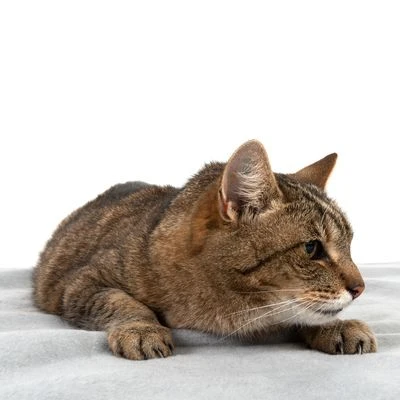 Manta Heim Lavable A Altas Temperaturas Para Mascotas 6 Manta Heim Lavable A Altas Temperaturas Para Mascotas - Imagen 4