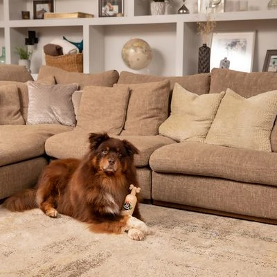 Pet Head Sensitive Soul Champú Para Perros 9 Pet Head Sensitive Soul Champú Para Perros - Imagen 7