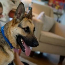 Puerta Extreme Weather Para Mascotas De Petsafe -Mascota Tienda petsafe hundeklappe extremeweather hs 03 1