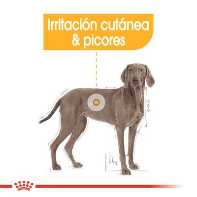 Royal Canin Maxi Dermacomfort 5 Royal Canin Maxi Dermacomfort - Imagen 3
