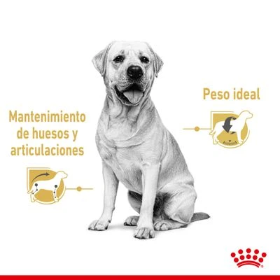 Royal Canin Breed Labrador Retriever En Salsa 5 Royal Canin Breed Labrador Retriever En Salsa - Imagen 3