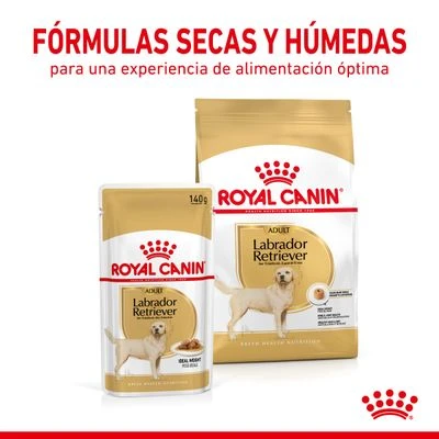 Royal Canin Breed Labrador Retriever En Salsa 7 Royal Canin Breed Labrador Retriever En Salsa - Imagen 5