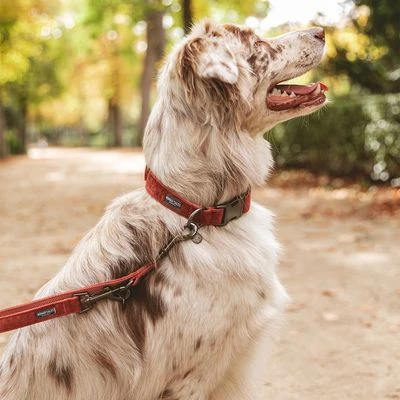 Correa Nomad Tales Blush Vino Para Perros 5 Correa Nomad Tales Blush Vino Para Perros - Imagen 3