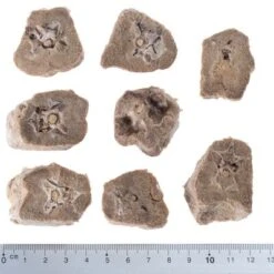 Pack Ahorro 4 X Wolf Of Wilderness RAW Snacks Liofilizados Premium -Mascota Tienda wow raw duck necks fg 5433 2