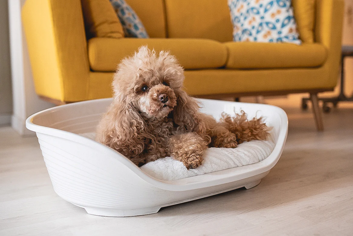 Mascota Tienda -Mascota Tienda